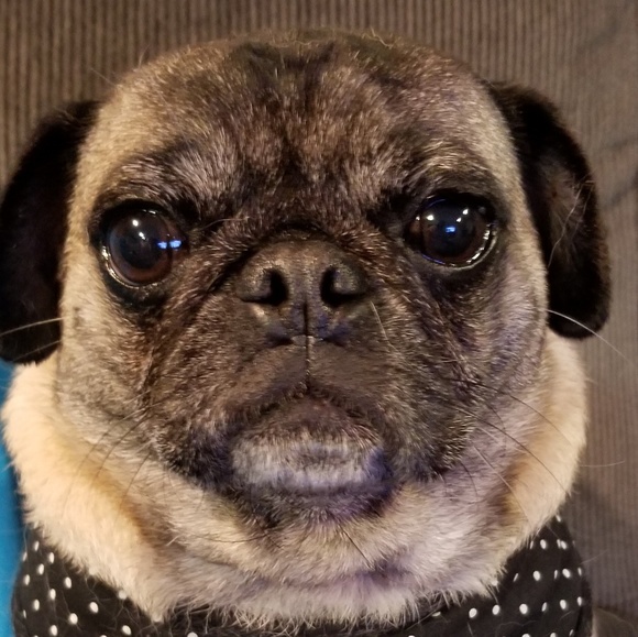 Meet your Posher, Tami - Picture 3 of 3